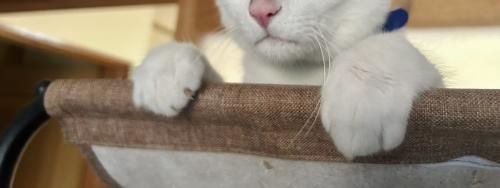 猫の前足