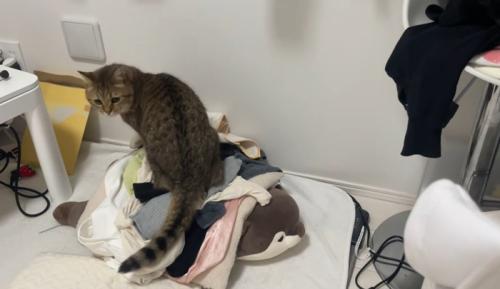 キョトンとした猫