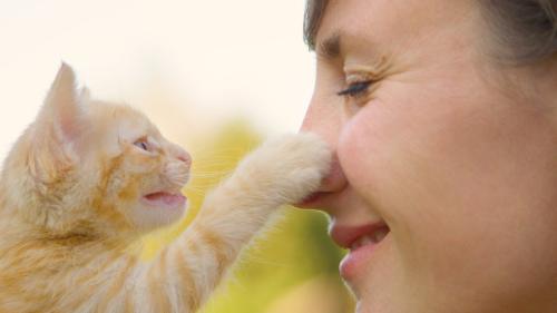 女性の鼻に触れる子猫
