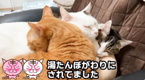 くっついて寝ている三匹の猫