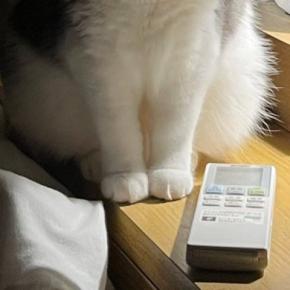 動物病院から帰ってきた猫→『暗い室内』で……まさかの瞬間に「めちゃめちゃ表情に出てるｗ」「ライトの当たり具合ｗ」と爆笑する人が続出