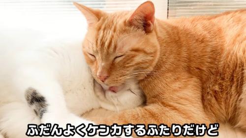 くっついて寝ている二匹の猫