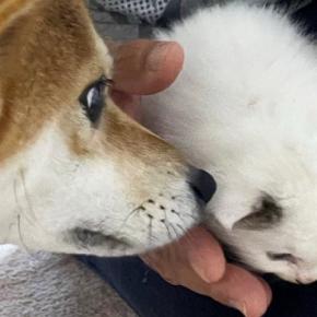 先住犬と『家に来たばかりの保護子猫』→約３年後……心温まる『成長ビフォーアフター』に「仲良しなのが伝わる」「モッフモフｗ」と話題