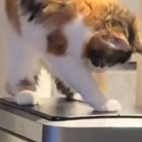 『ゴミ箱が開くことに気づいた猫』を見ていると…『まさかの展開』にほっこりする人が続出「かわいいが詰まりすぎてる」「穴掘りww」