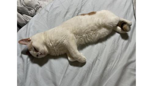 室内にいる猫