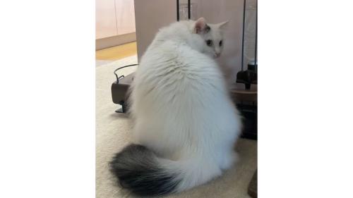 室内にいる猫