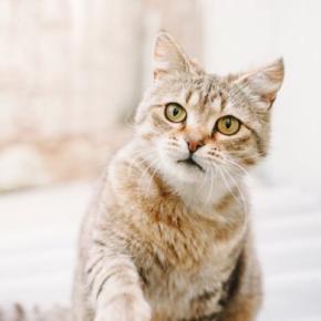 猫が語尾をあげて『ニャ？』と鳴く理由3選　聞きたいことがある？気持ちを読み取るポイントまで