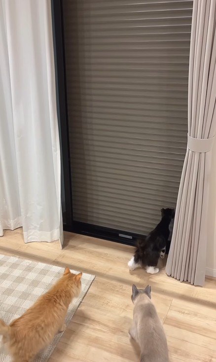 シャッターを見る猫たち