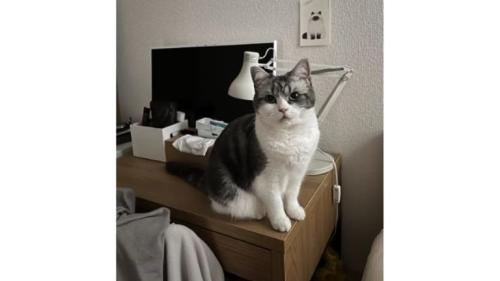 机の上にいる猫