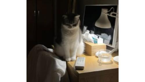 暗い部屋にいる猫