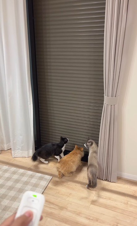 シャッターを見る猫たち