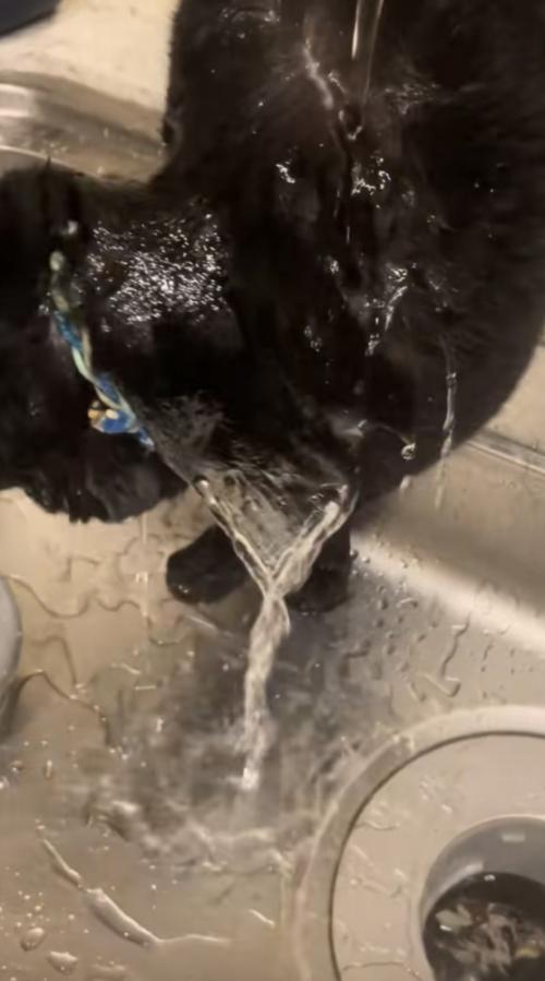 水を浴びる猫の写真1