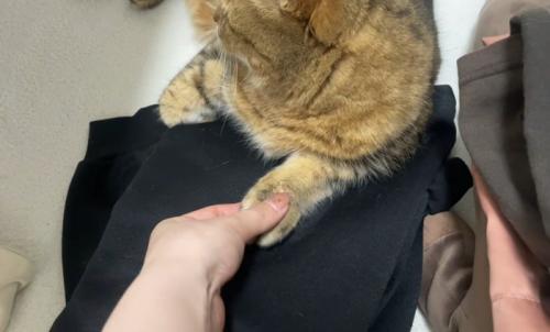 猫の手