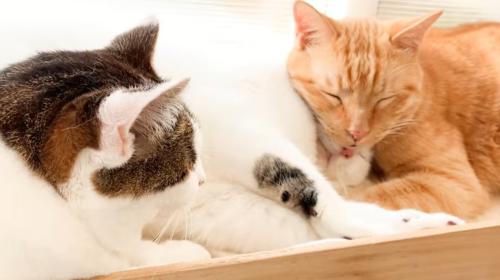 くっついて寝ている二匹の猫