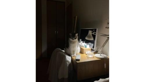 暗い部屋にいる猫
