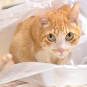 猫が『ビニール』を噛もうとする理由3選 危険なトラブルの可能性、やめさせる方法も解説