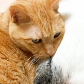 仲良くくっつきながら寝る２匹の猫→おしりに顔を乗っけて…微笑ましい光景に癒される人が続出「気持ちよさに気づいちゃったｗ」「幸せ風景ｗ」