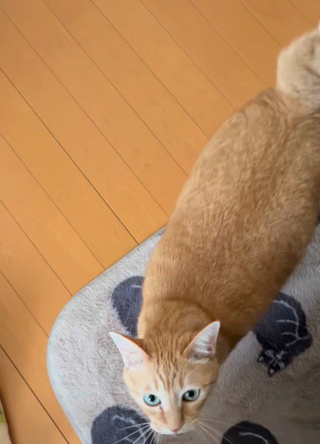 飼い主の足元にやってきた猫