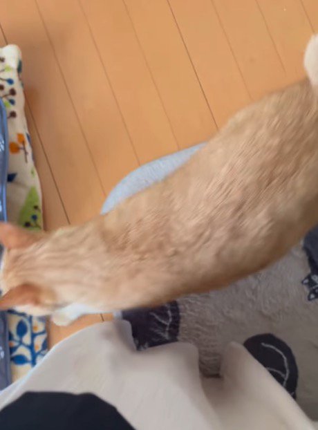 地面に着地する猫