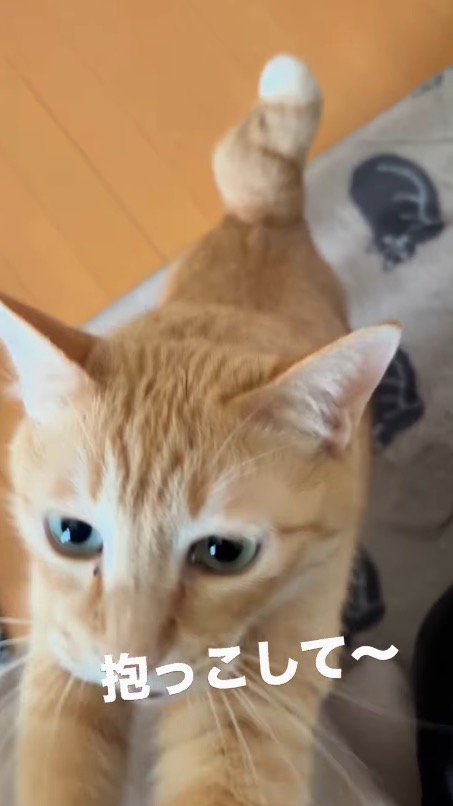 立ち上がって飼い主に前足を伸ばす猫