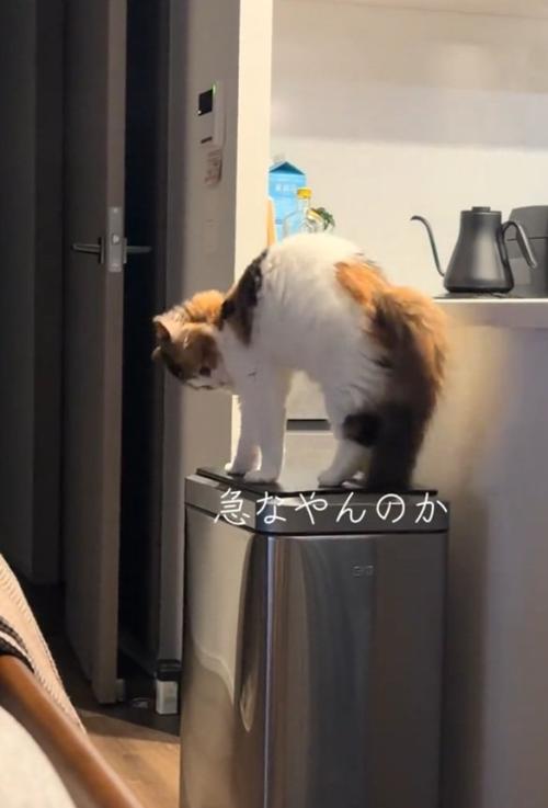 「やんのか」する猫