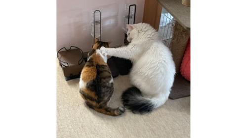 ご飯を食べている猫