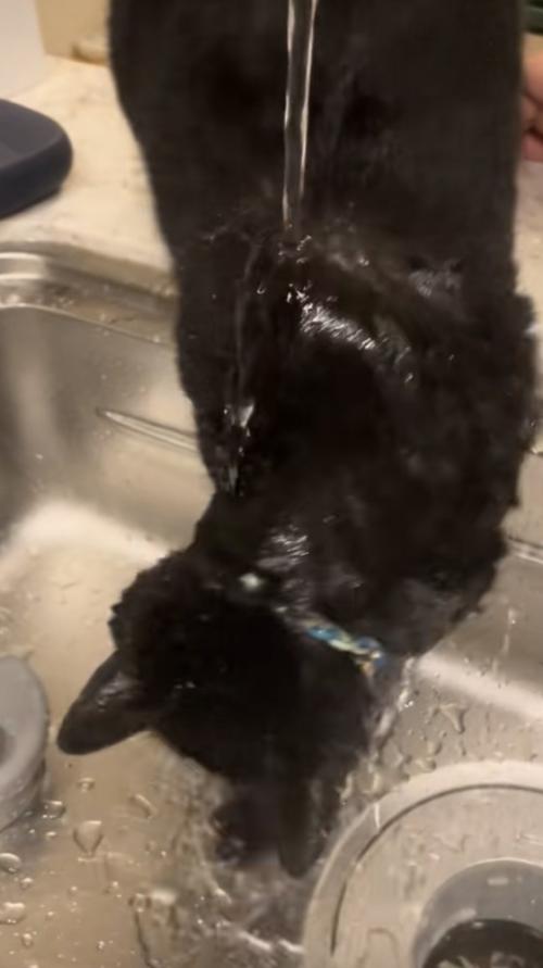 水を浴びる猫の写真3