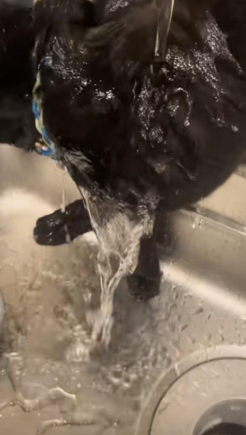 水を浴びる猫の写真2