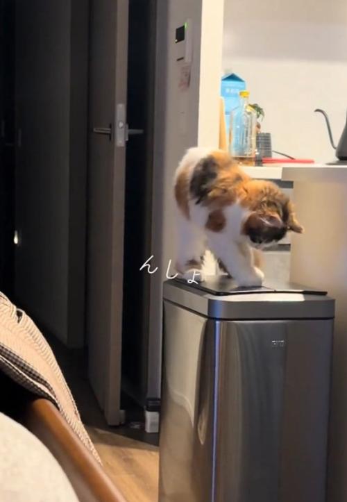 何度もホリホリする猫