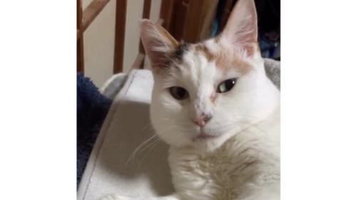 室内にいる猫