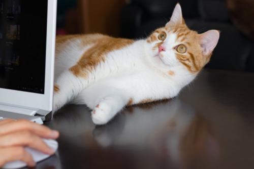 パソコン越しからアイコンタクトを送る猫