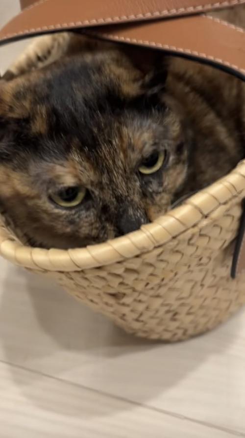 かごに入っている猫の写真3