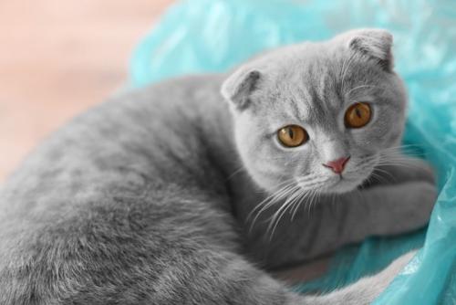 ビニール袋と猫
