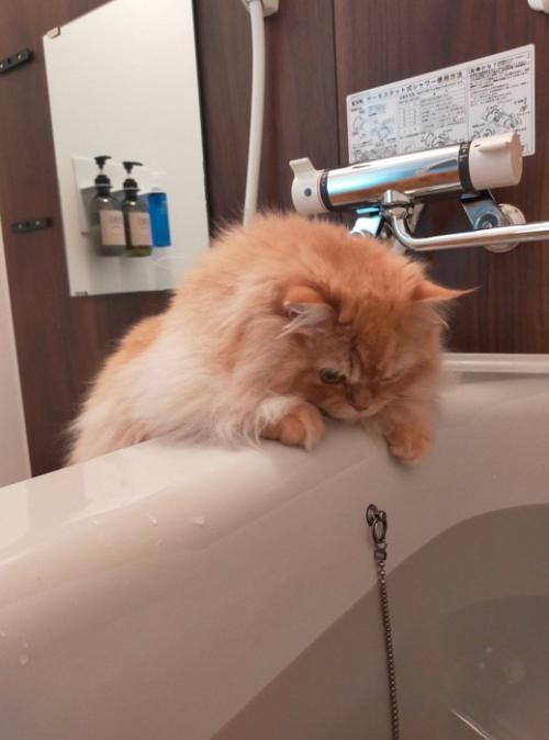 湯船の中を覗く猫