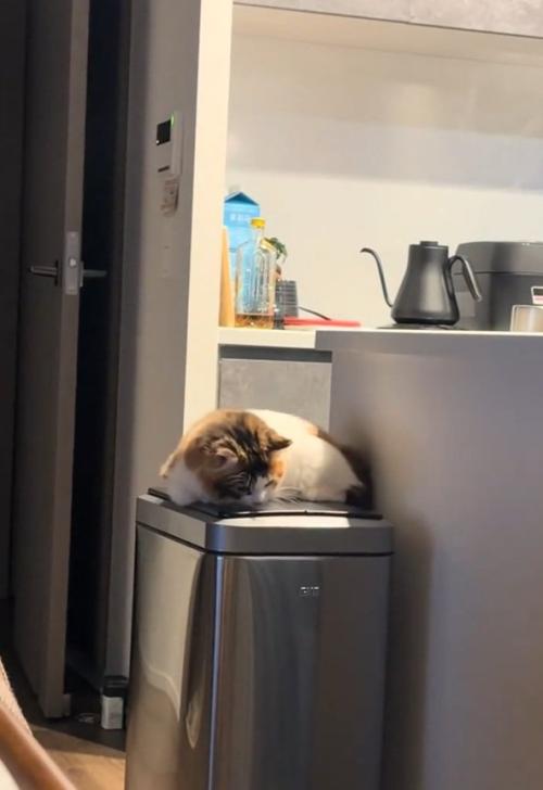 座り込む猫
