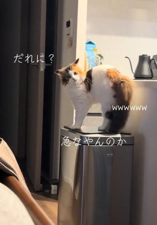 カメラ目線の猫