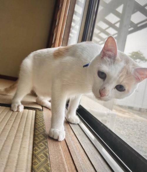 和室を歩く猫