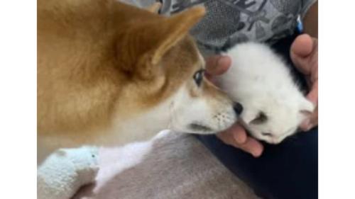 猫と犬