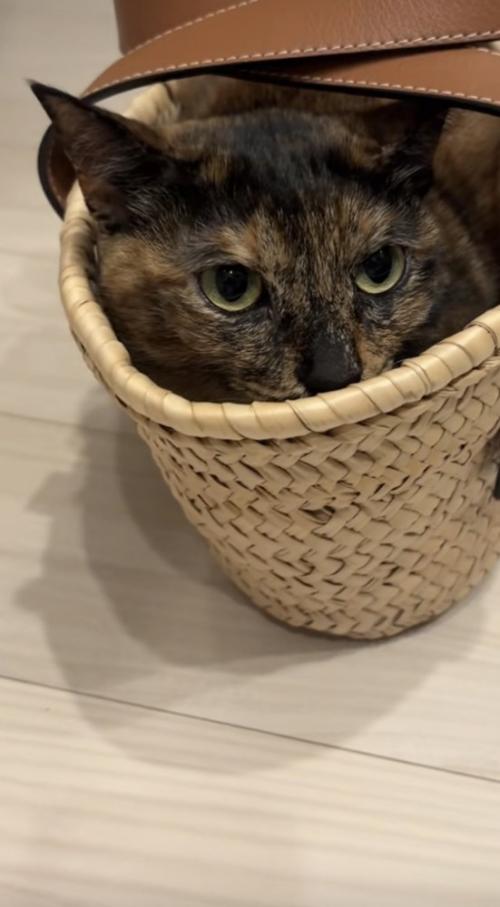 かごに入っている猫の写真1