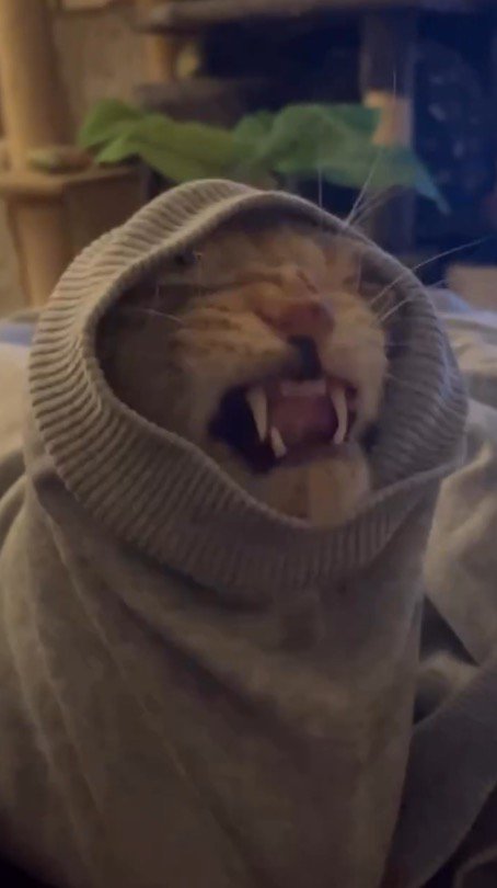 服の袖口に顔がはまって暴れる猫