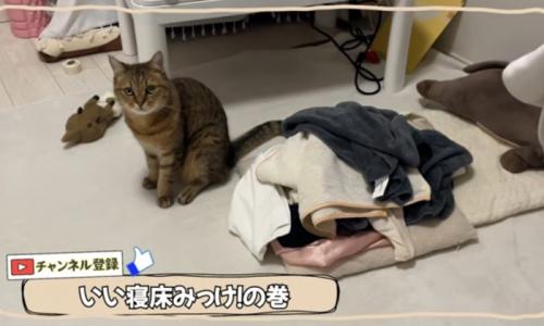 たってる猫