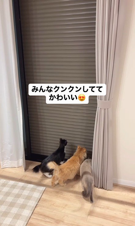 シャッターを見る猫たち