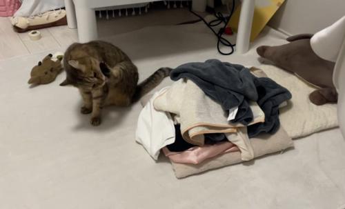 毛づくろいする猫