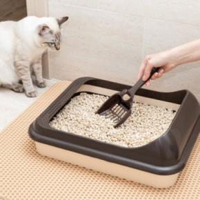 猫の『トイレが臭くなる』4つの原因　頭を悩ませるニオイの消臭対策もご紹介