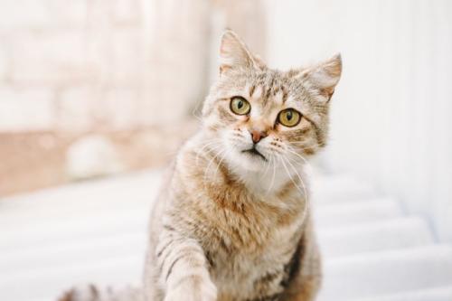 話しかけてきた猫