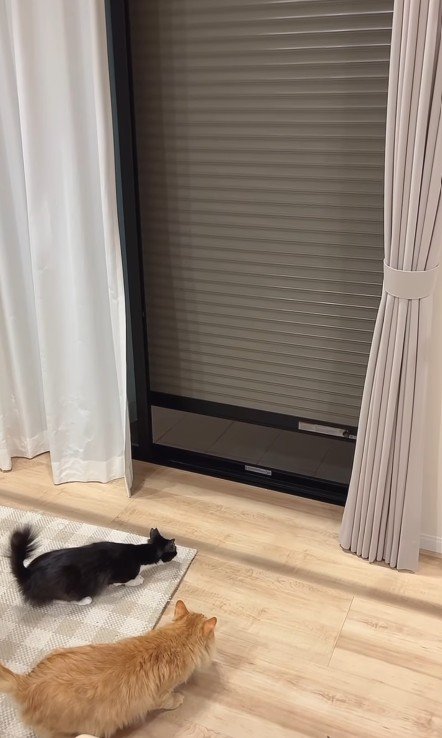 シャッターを見る猫たち