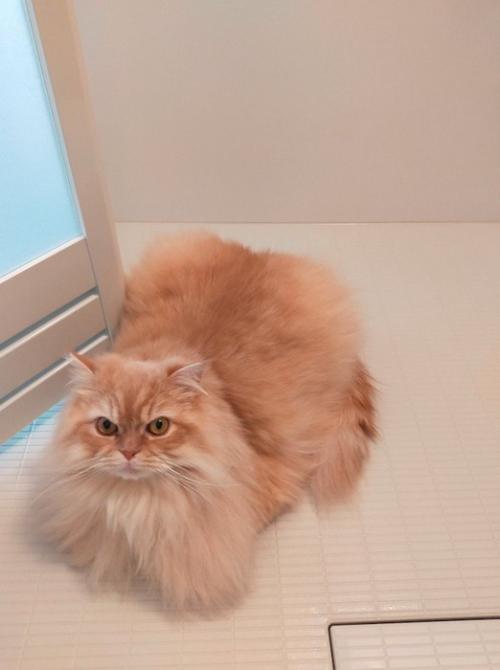 浴室の床に座って飼い主を見上げる猫