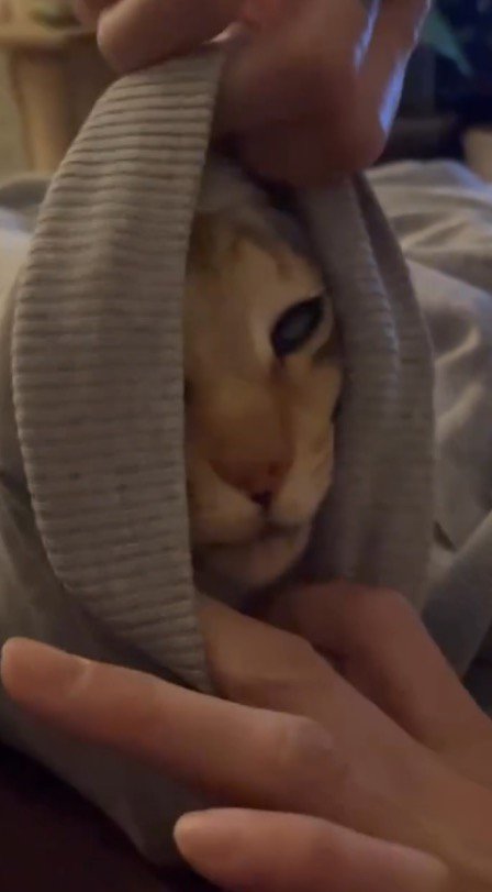 服の袖口を広げる飼い主