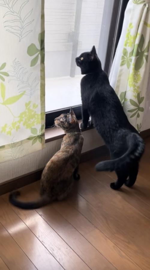 窓の外を眺めている猫の写真2