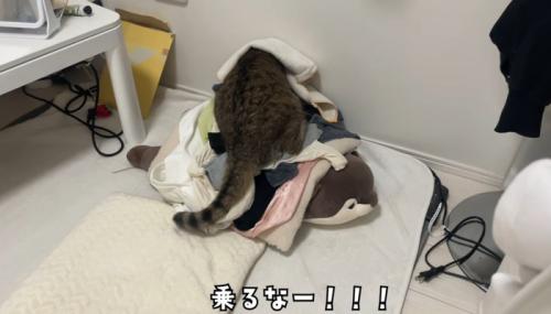 洗濯物に乗る猫